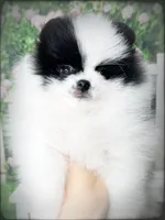 AKC Adam, a male Pomeranian for sale in Blanchard, OK – Photo 1 of 4