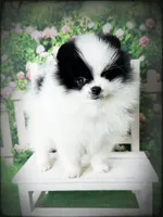 AKC Adam, a male Pomeranian for sale in Blanchard, OK – Photo 4 of 4