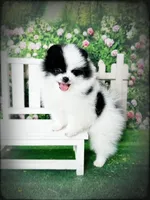 AKC Adam, a male Pomeranian for sale in Blanchard, OK – Photo 2 of 4