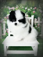 AKC Adam, a male Pomeranian for sale in Blanchard, OK – Photo 3 of 4