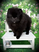 AKC Pomeranian Puppy Truffle, a male Pomeranian for sale in Blanchard, OK – 4 of 4