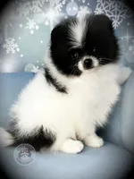 AKC Sully, a male Pomeranian for sale in Blanchard, OK – Photo 2 of 6