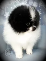 AKC Sully, a male Pomeranian for sale in Blanchard, OK – Photo 3 of 6
