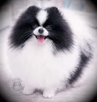 AKC Sully, a male Pomeranian for sale in Blanchard, OK – Photo 6 of 6