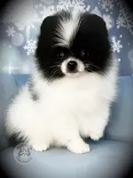 AKC Sully, a male Pomeranian for sale in Blanchard, OK – Photo 4 of 6