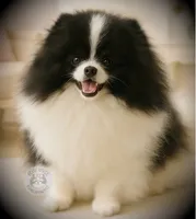 AKC Sully, a male Pomeranian for sale in Blanchard, OK – Photo 5 of 6