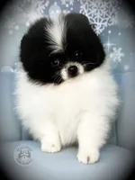 AKC Sully, a male Pomeranian for sale in Blanchard, OK – Photo 1 of 6