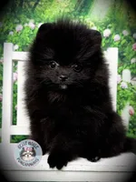 AKC Pomeranian Puppy Truffle, a male Pomeranian for sale in Blanchard, OK – 3 of 4