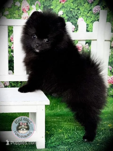 AKC Pomeranian Puppy Truffle – Pomeranian puppy for sale in Blanchard, OK