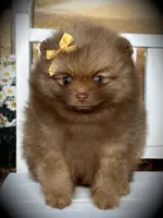 AKC Pixie, a female Pomeranian for sale in Blanchard, OK – Photo 2 of 4