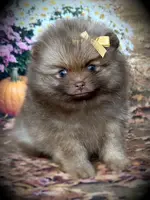 AKC Pixie, a female Pomeranian for sale in Blanchard, OK – Photo 3 of 4