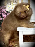 AKC Pixie, a female Pomeranian for sale in Blanchard, OK – Photo 4 of 4