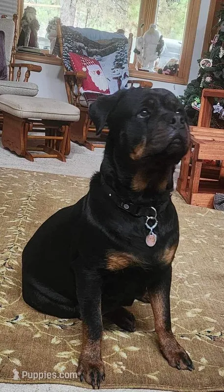 litter 3 Rejoice, a female Rottweiler for sale in Idanha, OR – Photo 1 of 5