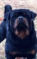 litter 3 Rejoice, a female Rottweiler for sale in Idanha, OR – Photo 3 of 5