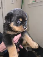 litter 3 Rejoice, a female Rottweiler for sale in Idanha, OR – Photo 5 of 5