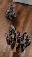 Eyez, a female French Bulldog for sale in Johnston, RI – 4 of 6