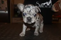 Eyez, a female French Bulldog for sale in Johnston, RI – 6 of 8