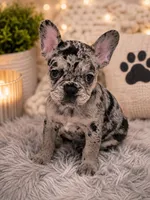 Eyez, a female French Bulldog for sale in Johnston, RI – 6 of 6