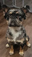 Keeper, a female French Bulldog for sale in Johnston, RI – 7 of 8