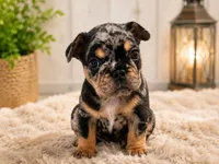 Keeper, a female French Bulldog for sale in Johnston, RI – 1 of 10