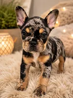 Keeper, a female French Bulldog for sale in Johnston, RI – 3 of 8