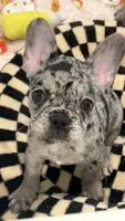 Eyez, a female French Bulldog for sale in Johnston, RI – 5 of 6