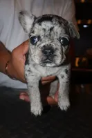 Eyez, a female French Bulldog for sale in Johnston, RI – 2 of 6