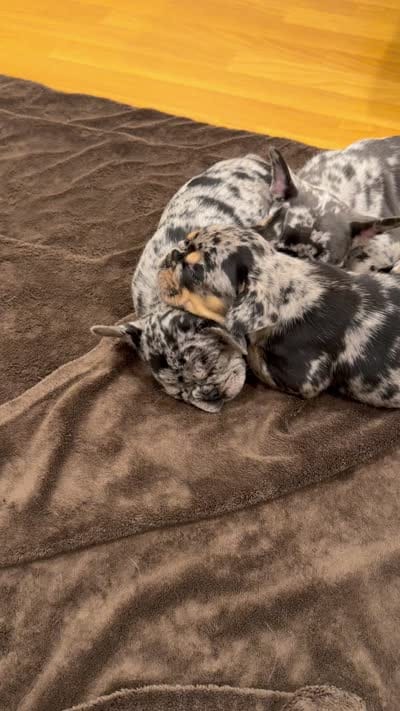 Keeper, a female French Bulldog for sale in Johnston, RI – 8 of 10