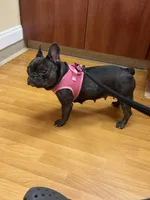 Keeper, a female French Bulldog for sale in Johnston, RI – 6 of 8