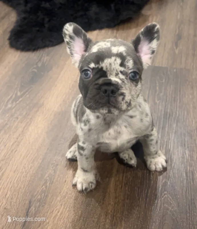 Mommas Boy  – French Bulldog puppy for sale in Johnston, RI