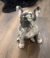 Mommas Boy , a male French Bulldog for sale in Johnston, RI – 1 of 6