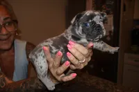 Mommas Boy , a male French Bulldog for sale in Johnston, RI – 5 of 6