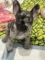 Mommas Boy , a male French Bulldog for sale in Johnston, RI – 2 of 6