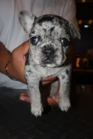 Eyez, a female French Bulldog for sale in Johnston, RI – 7 of 8