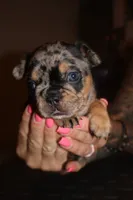 Keeper, a female French Bulldog for sale in Johnston, RI – 3 of 10