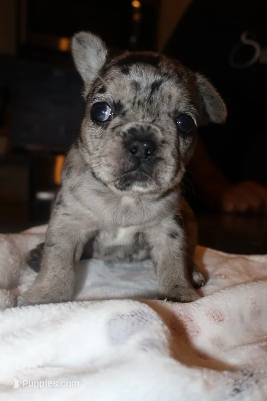 Eyez – French Bulldog puppy for sale in Johnston, RI