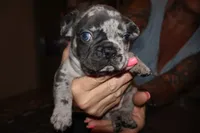 Mommas Boy , a male French Bulldog for sale in Johnston, RI – 4 of 6