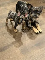 Keeper, a female French Bulldog for sale in Johnston, RI – 8 of 8