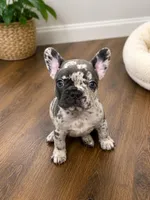 Mommas Boy , a male French Bulldog for sale in Johnston, RI – 1 of 6