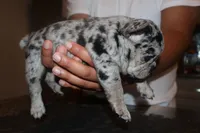 Eyez, a female French Bulldog for sale in Johnston, RI – 8 of 8