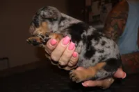Keeper, a female French Bulldog for sale in Johnston, RI – 5 of 10