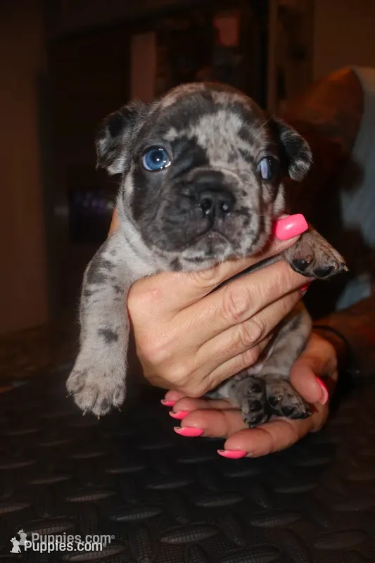 Mommas Boy  – French Bulldog puppy for sale in Johnston, RI