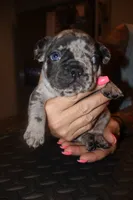 Mommas Boy , a male French Bulldog for sale in Johnston, RI – 6 of 6