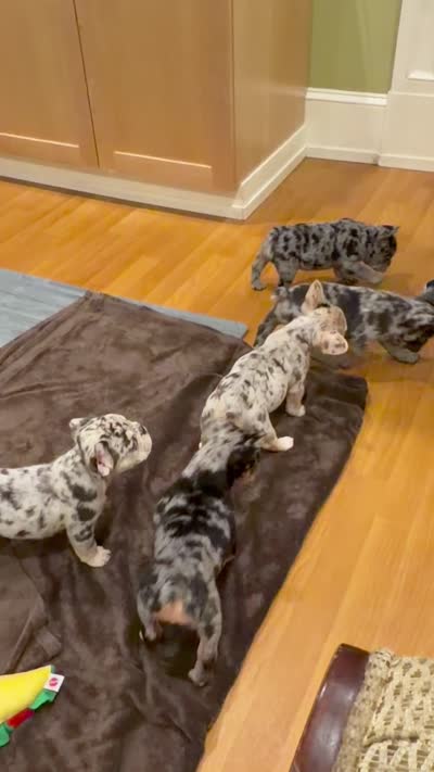 Keeper, a female French Bulldog for sale in Johnston, RI – 10 of 10