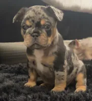 Keeper, a female French Bulldog for sale in Johnston, RI – 4 of 10