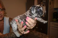 Mommas Boy , a male French Bulldog for sale in Johnston, RI – 3 of 6