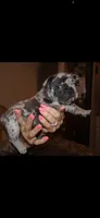 Mommas Boy , a male French Bulldog for sale in Johnston, RI – 4 of 6