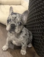 Eyez, a female French Bulldog for sale in Johnston, RI – 2 of 8
