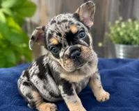 Keeper, a female French Bulldog for sale in Johnston, RI – 2 of 10