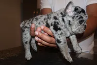 Eyez, a female French Bulldog for sale in Johnston, RI – 5 of 8